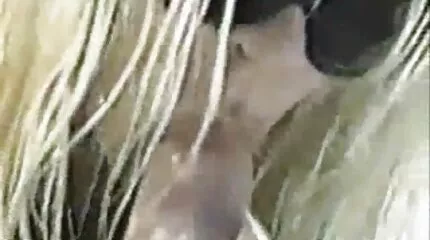 डिक्रिपिट बिल्ली के साथ हिंदी में सेक्सी मूवी पिक्चर लड़की एकल अश्लील मोजे और छूत दिखाती है ।